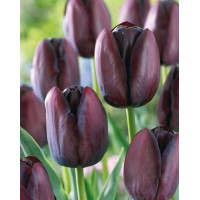 Tulp Queen Of Night