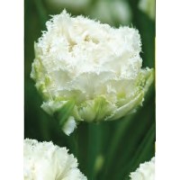 Tulp Snow Crystal