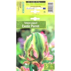 Tulp Exotic Parrot
