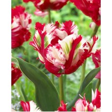 Tulp Estella Rijveld
