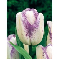 Tulipa Shirley