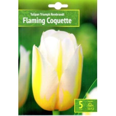 Tulp Flaming Coquette