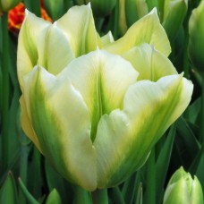Tulp Spring Green