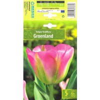 Tulp Groenland
