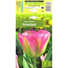 Тюльпан Groenland