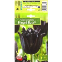 Тюльпан Firnged Black®