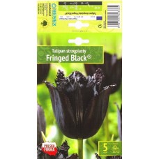 Tulp Firnged Black®