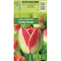 Tulpe Candy Corner