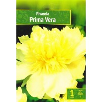 Peonija Prima Vera