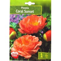 Peonija Coral Sunset