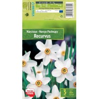 Nartsiss Recurvus