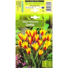 Tulp Cynthia