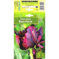 Tulip Black Parrot