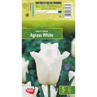 Tulp Agrass White