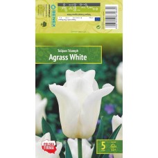 Tulp Agrass White
