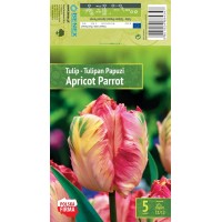 Tulp 'Apricot Parrot'