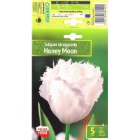 Tulp Honey Moon