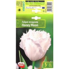 Tulip Honey Moon