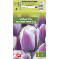 Tulp Purple - White