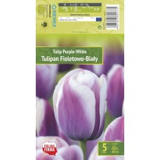 Tulp Purple - White