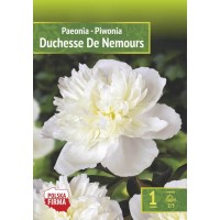 Pojeng 'Duchesse De Nemours'
