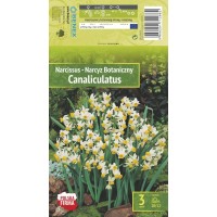 Nartsiss Canaliculatus