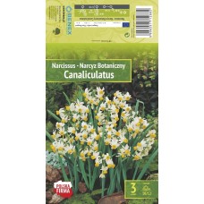 Nartsiss Canaliculatus