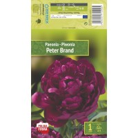 Peonija Peter Brand