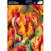 Tulp 'Rasta Parrot'
