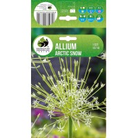 Allium Arctic Snow