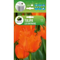Tulp Leo Bataviae