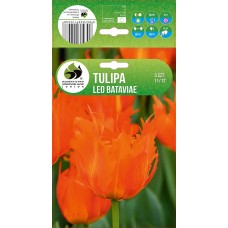 Tulip Leo Bataviae