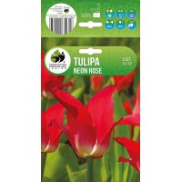 Tulp Neon Rose