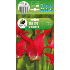 Tulip Neon Rose