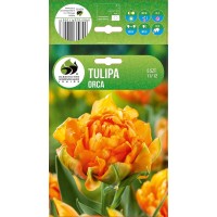 Tulp Orca