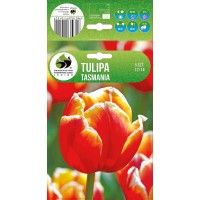 Tulp Tasmania