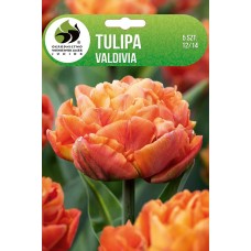 Tulp Valdivia