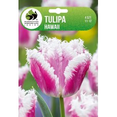 Tulip Hawaii