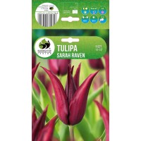 Tulp Sarah Raven