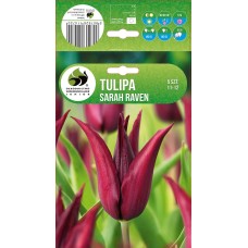 Tulp Sarah Raven