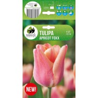 Tulp Apricot Foxx