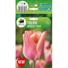 Tulp Apricot Foxx