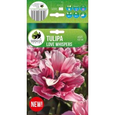 Tulip Love Whispers