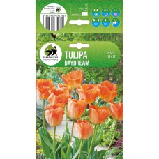 Tulp Daydream