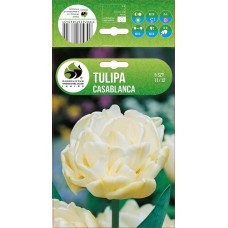 Tulp Casablanca