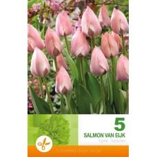 Tulp Salmon Van Eijk