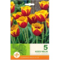 Tulp Kees Nelis
