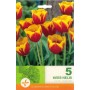 Tulp Kees Nelis