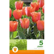 Tulip Jimmy