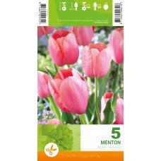 Tulp Menton